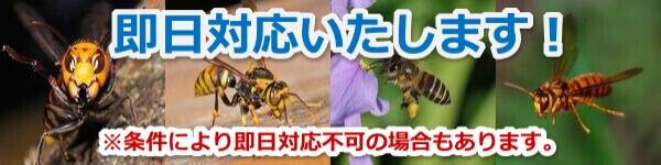 蜂の巣を駆除する方法 スズメバチ編